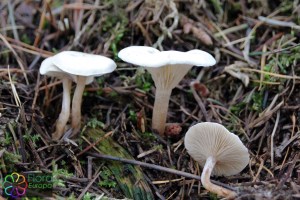 Ripartites tricholoma.jpg